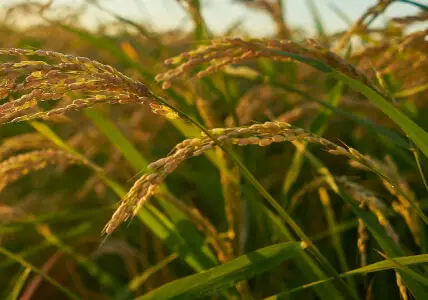 agricultural website design