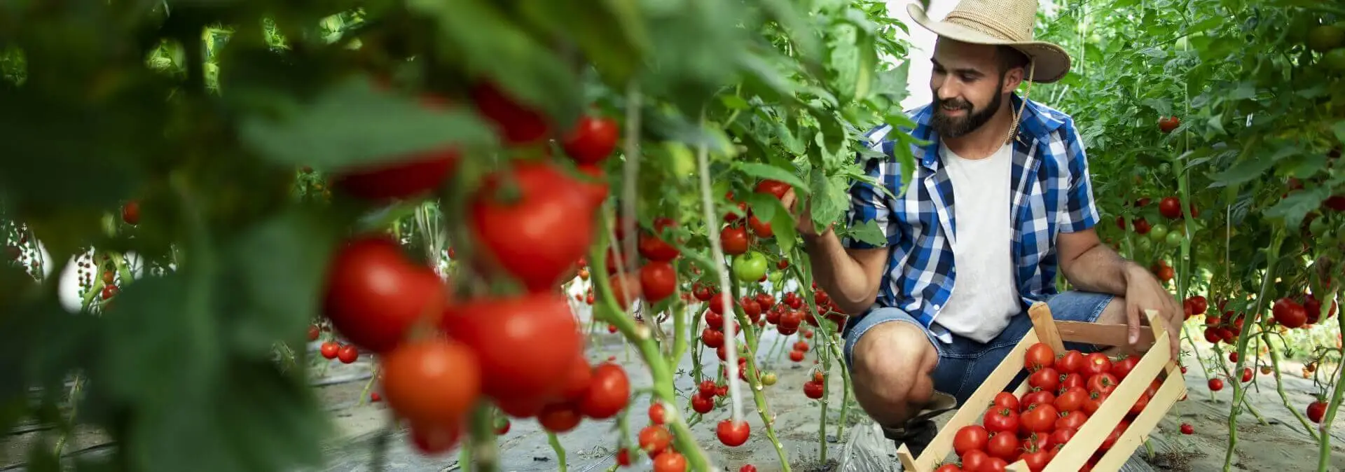agriculture web design