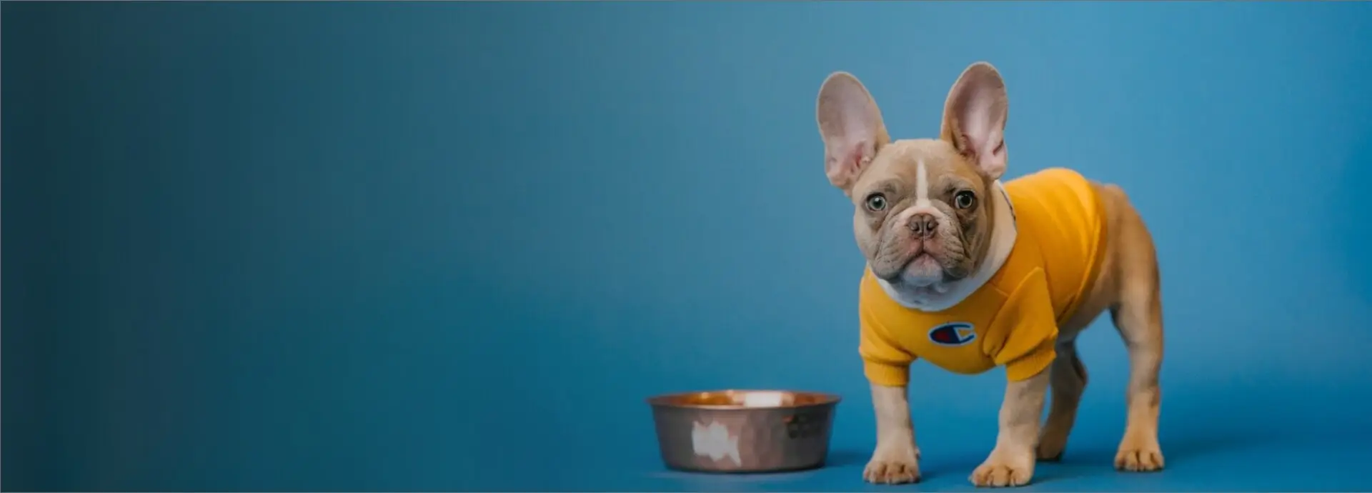 Pet Products Website design web Banner