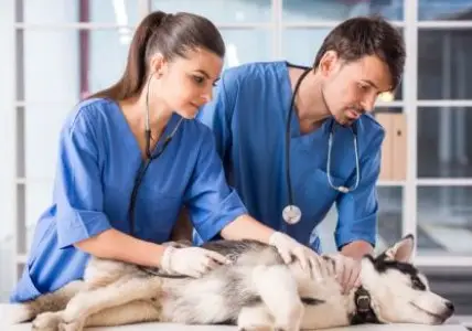 veterinarians website design