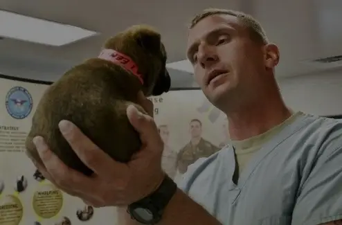 Veterinarians Website Development