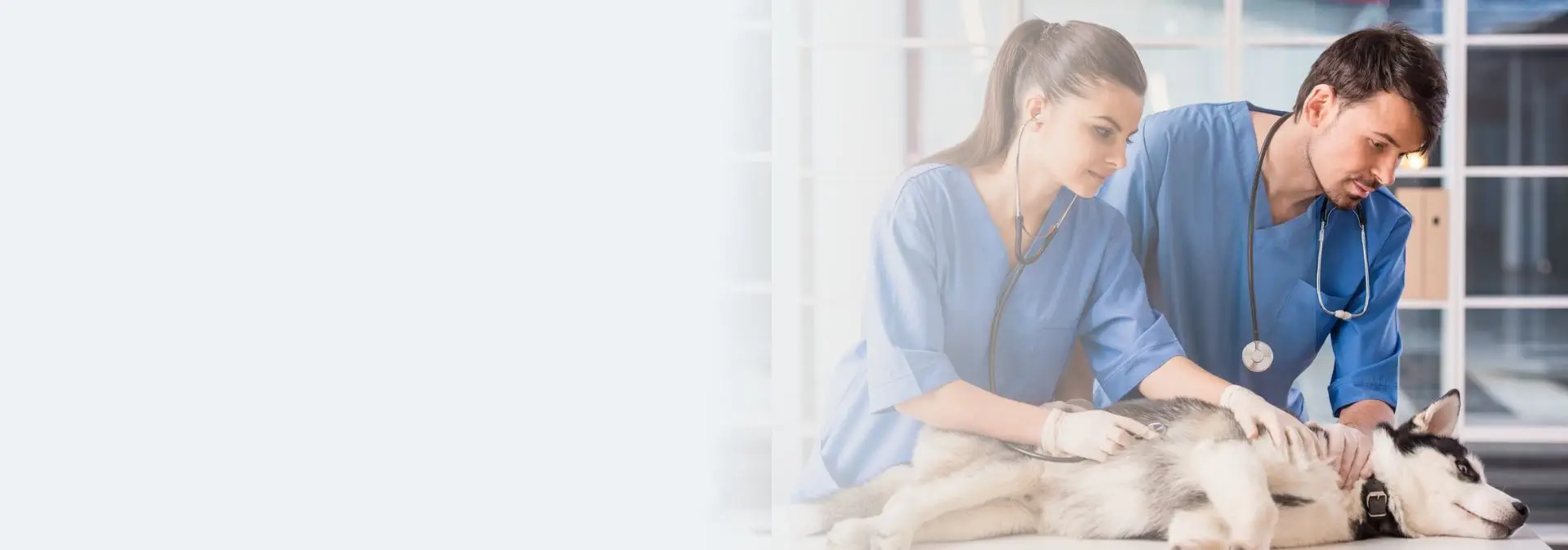 veterinary website design companies