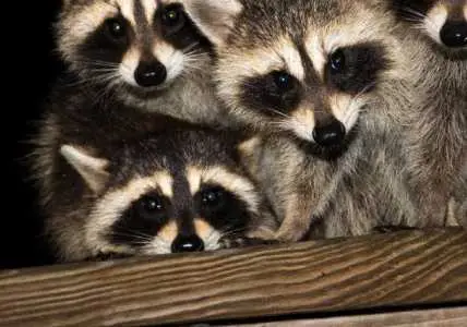 Wildlife Removal Design Agency