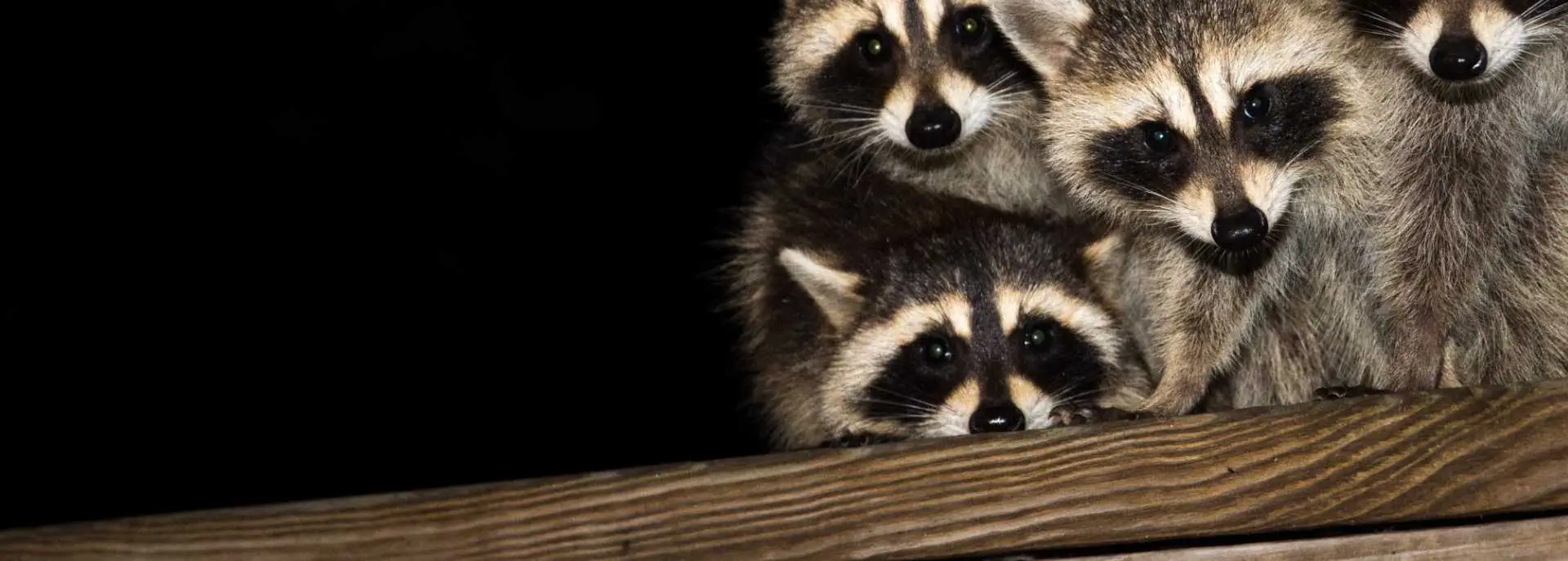 Wildlife Removal  Web Banner