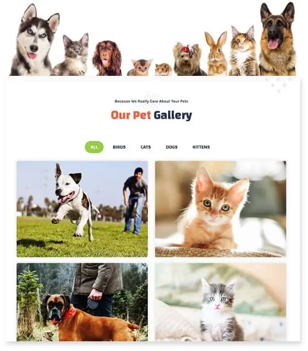 Visuals Elements Add Points Of Interest 
               To Your Page Veterinarians