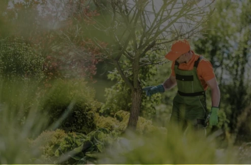 Tree Care Website Design