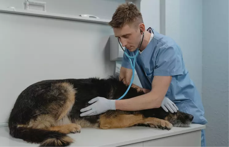 Veterinarians