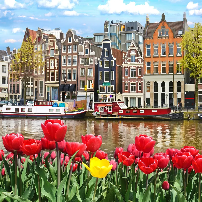 amsterdam web design and development services for businesses