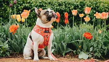 IND - Pet Supplies 28 Lucy & Co pet products website by Keyideas