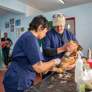 veterinarians website design services